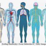 Anatomical drawings of the human body, skeletal, cardiovascular, and lungs