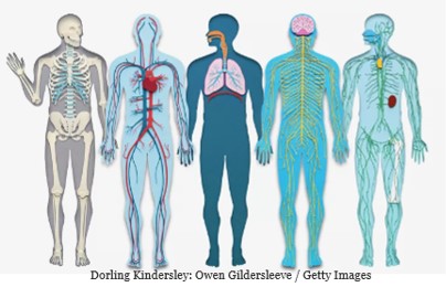 Anatomical drawings of the human body, skeletal, cardiovascular, and lungs