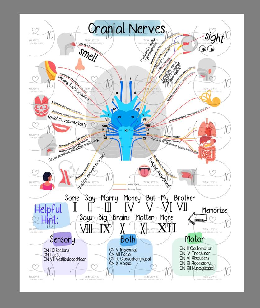 Cranial Nerves